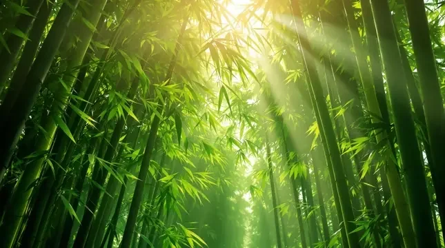 风过竹林 - 茶杯狐官方版官网